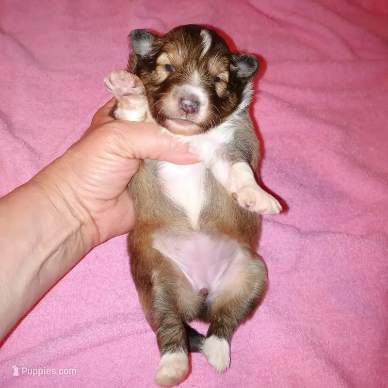 Daytona – Shetland Sheepdog puppy for sale in Aliquippa, PA