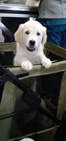 Checkmate, a female English Cream Golden Retriever for sale in Aliquippa, PA – 3 of 8