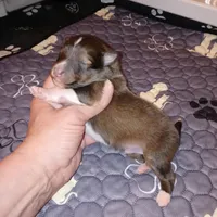 Dover, a male Shetland Sheepdog for sale in Aliquippa, PA – 4 of 5