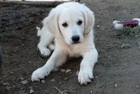 Pawn, a female English Cream Golden Retriever for sale in Aliquippa, PA – 4 of 10