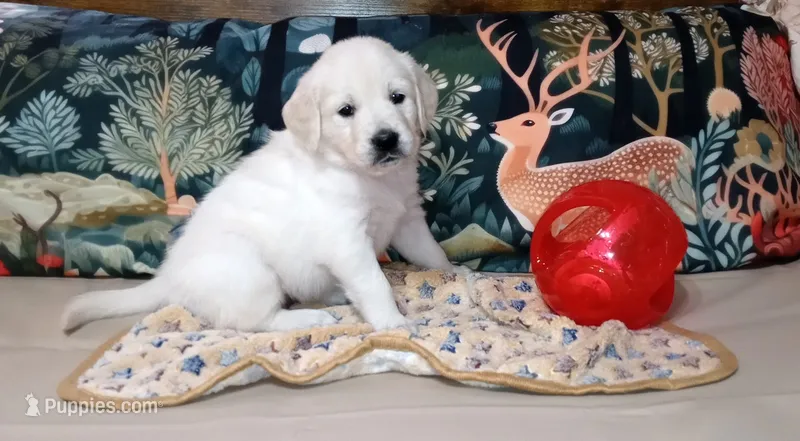 Pawn – English Cream Golden Retriever puppy for sale in Aliquippa, PA