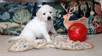 Pawn, a female English Cream Golden Retriever for sale in Aliquippa, PA – 6 of 10