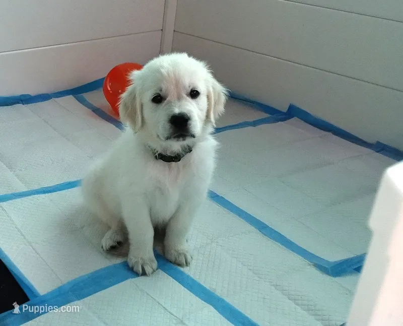 Knight – English Cream Golden Retriever puppy for sale in Aliquippa, PA