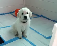Knight, a male English Cream Golden Retriever for sale in Aliquippa, PA – 1 of 10