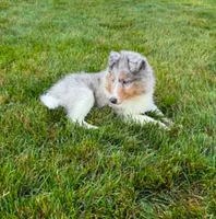 Leyland, a male Shetland Sheepdog for sale in Aliquippa, PA – 1 of 10