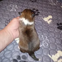 Daytona, a female Shetland Sheepdog for sale in Aliquippa, PA – 5 of 5