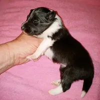 Bristol, a female Shetland Sheepdog for sale in Aliquippa, PA – 9 of 10