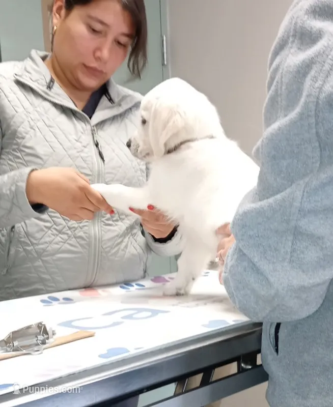 Pawn – English Cream Golden Retriever puppy for sale in Aliquippa, PA