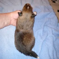 Dover, a male Shetland Sheepdog for sale in Aliquippa, PA – 4 of 5