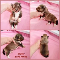 Skipper, a female Shetland Sheepdog for sale in Aliquippa, PA – 4 of 6