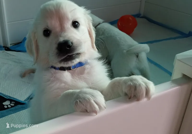 Bishop – English Cream Golden Retriever puppy for sale in Aliquippa, PA