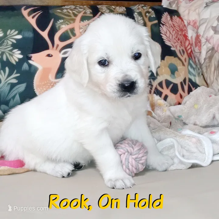 Rook – English Cream Golden Retriever puppy on hold in Aliquippa, PA