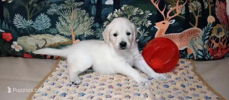 Checkmate – English Cream Golden Retriever puppy for sale in Aliquippa, PA