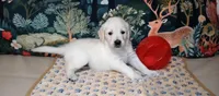 Checkmate, a female English Cream Golden Retriever for sale in Aliquippa, PA – 8 of 8