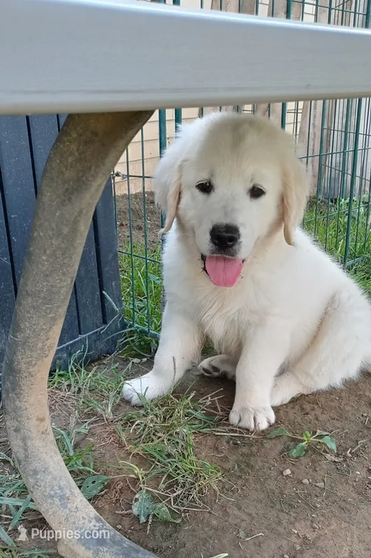 King – English Cream Golden Retriever puppy for sale in Aliquippa, PA