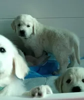 King, a male English Cream Golden Retriever for sale in Aliquippa, PA – 7 of 10