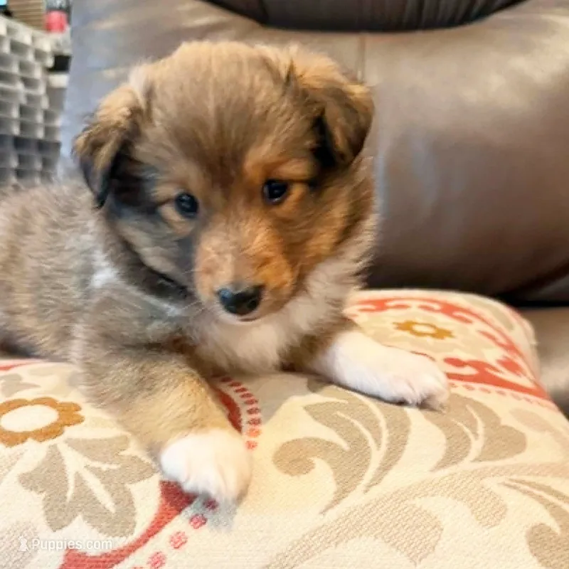 Skipper – Shetland Sheepdog puppy for sale in Aliquippa, PA
