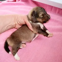 Skipper, a female Shetland Sheepdog for sale in Aliquippa, PA – 3 of 6