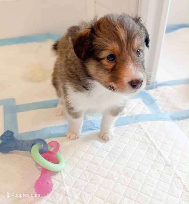 Gilligan – Shetland Sheepdog puppy for sale in Aliquippa, PA
