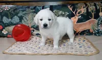 Pawn, a female English Cream Golden Retriever for sale in Aliquippa, PA – 9 of 10