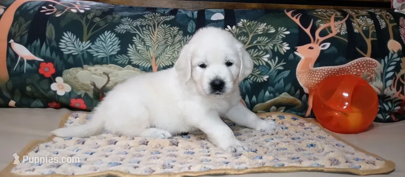 King – English Cream Golden Retriever puppy for sale in Aliquippa, PA