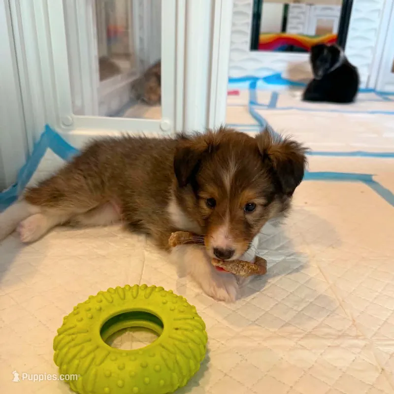 Gilligan – Shetland Sheepdog puppy for sale in Aliquippa, PA