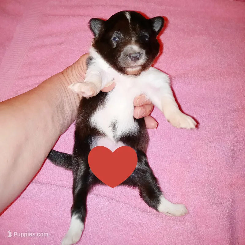 Bristol – Shetland Sheepdog puppy for sale in Aliquippa, PA