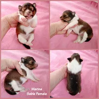 Marina, a female Shetland Sheepdog for sale in Aliquippa, PA – 6 of 6