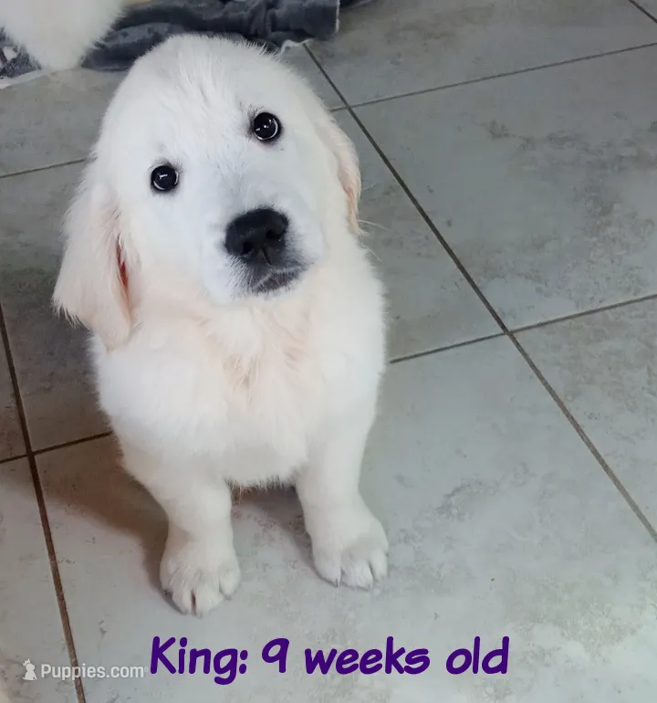 King – English Cream Golden Retriever puppy for sale in Aliquippa, PA
