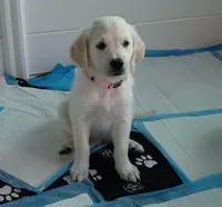 Checkmate, a female English Cream Golden Retriever for sale in Aliquippa, PA – 3 of 8
