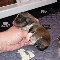Gilligan, a male Shetland Sheepdog for sale in Aliquippa, PA – 6 of 7