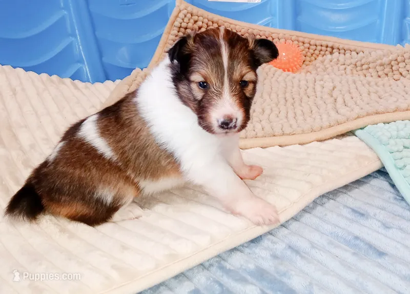 Coral – Shetland Sheepdog puppy for sale in Aliquippa, PA