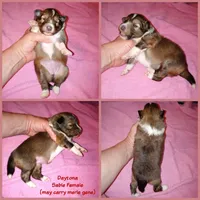 Daytona, a female Shetland Sheepdog for sale in Aliquippa, PA – 5 of 5
