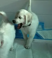 Pawn, a female English Cream Golden Retriever for sale in Aliquippa, PA – 5 of 10