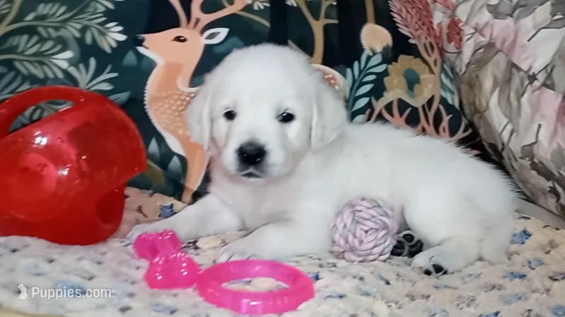 Queen – English Cream Golden Retriever puppy for sale in Aliquippa, PA