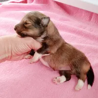 Skipper, a female Shetland Sheepdog for sale in Aliquippa, PA – 5 of 6