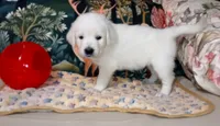 Queen, a female English Cream Golden Retriever for sale in Aliquippa, PA – 6 of 6