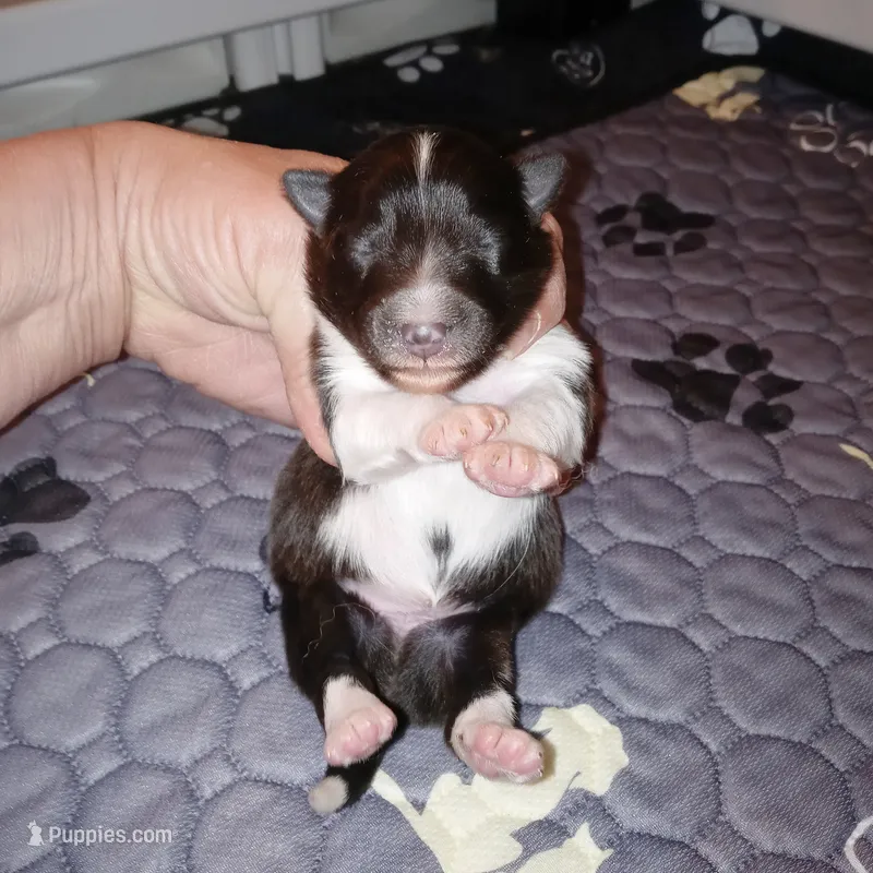 Bristol – Shetland Sheepdog puppy for sale in Aliquippa, PA