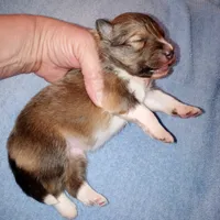 Stargell, a male Shetland Sheepdog for sale in Aliquippa, PA – 2 of 6