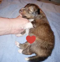 Dover, a male Shetland Sheepdog for sale in Aliquippa, PA – 3 of 5