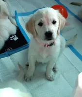 Checkmate, a female English Cream Golden Retriever for sale in Aliquippa, PA – 4 of 8