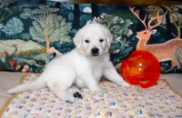 Bishop, a male English Cream Golden Retriever for sale in Aliquippa, PA – 6 of 8