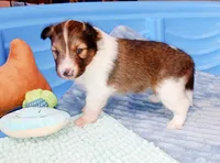 Coral, a female Shetland Sheepdog for sale in Aliquippa, PA – 7 of 10
