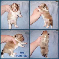 Teke, a male Shetland Sheepdog for sale in Aliquippa, PA – 6 of 6