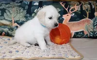 Gambit, a male English Cream Golden Retriever for sale in Aliquippa, PA – 8 of 10