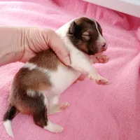 Coral, a female Shetland Sheepdog for sale in Aliquippa, PA – 2 of 5