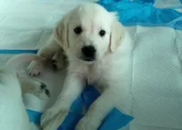 Knight, a male English Cream Golden Retriever for sale in Aliquippa, PA – 3 of 10