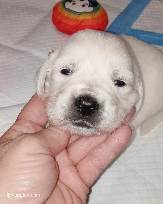 Checkmate – English Cream Golden Retriever puppy for sale in Aliquippa, PA