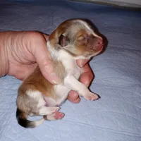 Teke, a male Shetland Sheepdog for sale in Aliquippa, PA – 2 of 4