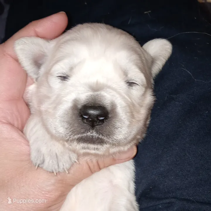 King – English Cream Golden Retriever puppy for sale in Aliquippa, PA